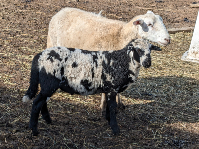 Dorper Katahdin Hair sheep lambs in Livestock in Chilliwack - Image 2