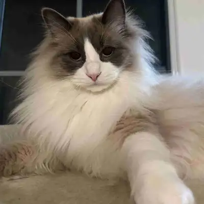 Ragdoll cat, View more