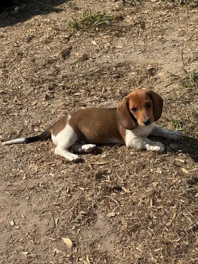 Chiots teckel miniature vacciné, vermifugé, micropucé & garantit, View more