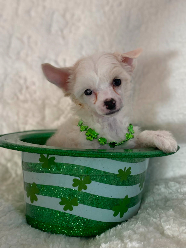 Chinese Crested puppies - great pets in Dogs & Puppies for Rehoming in Regina - Image 2