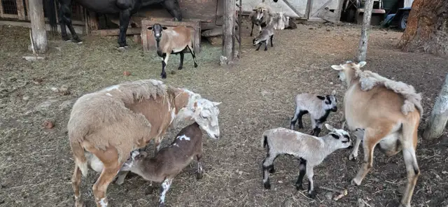 Barbados Blackbelly/Katahdin Lambs in Livestock in Vernon - Image 5