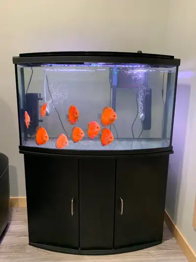 46gal bow fish tank with matching stand