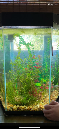  20 gallon octagon fish tank 