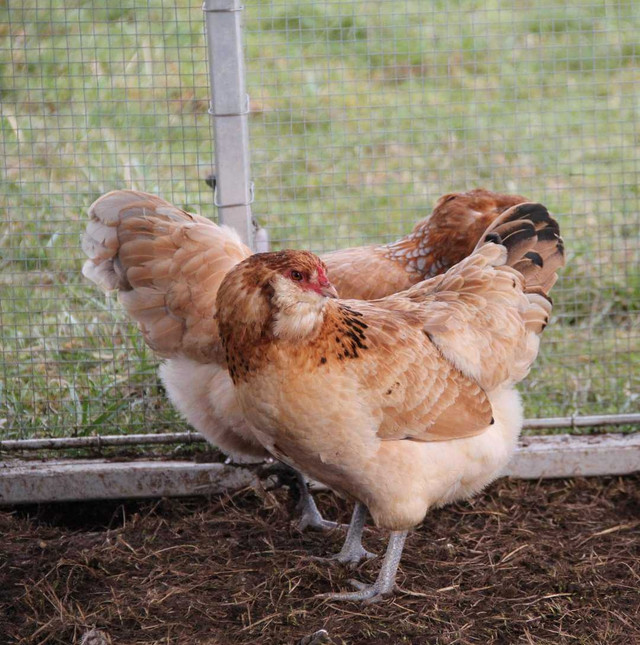 Purebred BBS wheaten Ameraucana hatching eggs in Livestock in Comox / Courtenay / Cumberland - Image 2