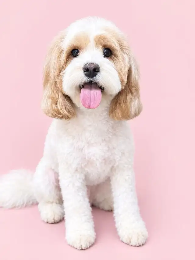 2 years old cockapoo for rehome | Dogs & Puppies for Rehoming | City of ...
