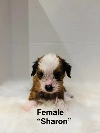 Chinese Crested Puppies, View more