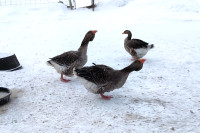 geese and ducks and guinea fowl