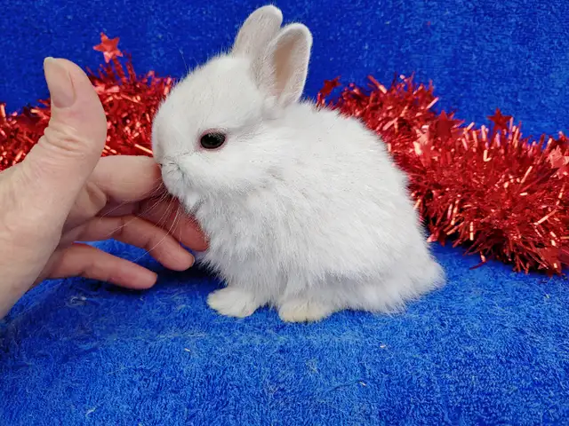 EXTRAORDINARY FUZZY CHINCHILLA NETHERLAND DWARF BUNNY RABBIT in Small Animals for Rehoming in City of Toronto - Image 4