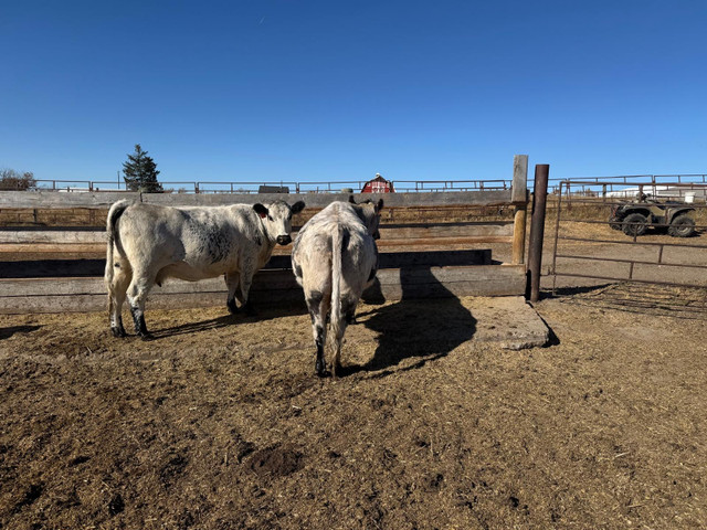 BRED COWS in Livestock in Red Deer - Image 2