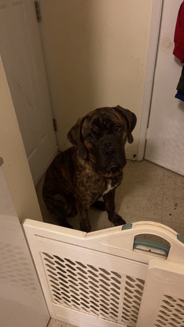 Dog for Rehoming Dogs & Puppies for Rehoming London Kijiji