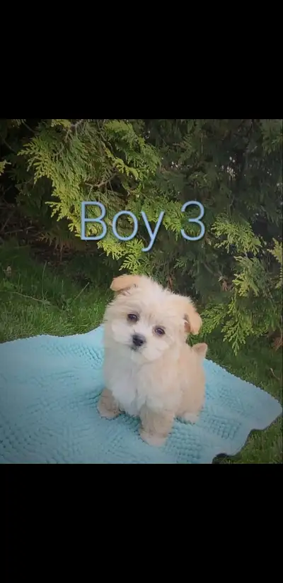 Meet this gorgeous litter of maltese/poodle/chihuahua puppies! Mom is a maltipoo and dad is chihuahu...