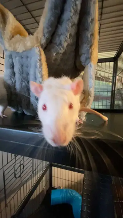 3 rats mâle à donner , View more