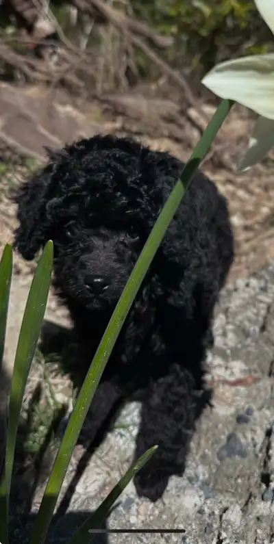 Big Toy Purebred Poodle Pup - 1 LEFT -  Ready Now CKC Parents, View more