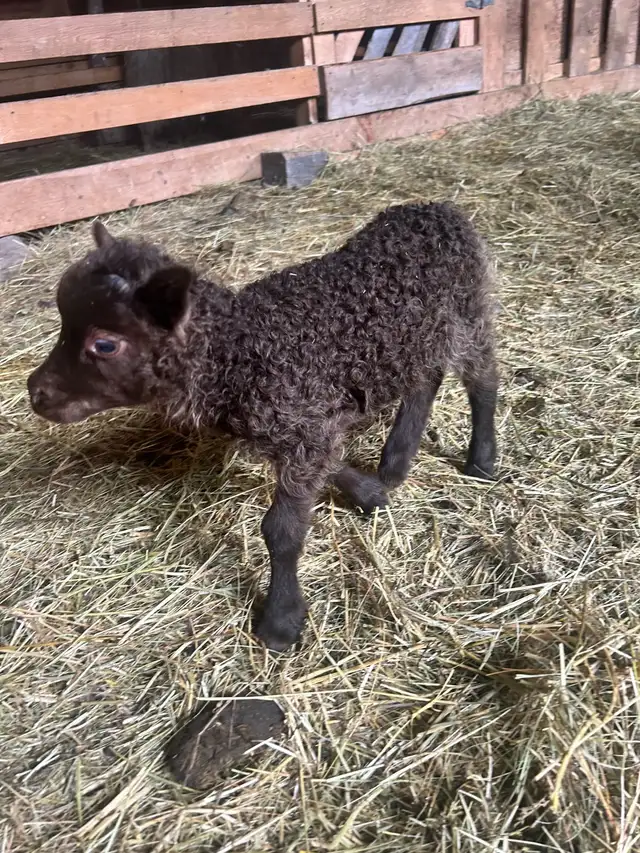 Icelandic Ewe Lambs For Sale!! in Livestock in Burns Lake - Image 4