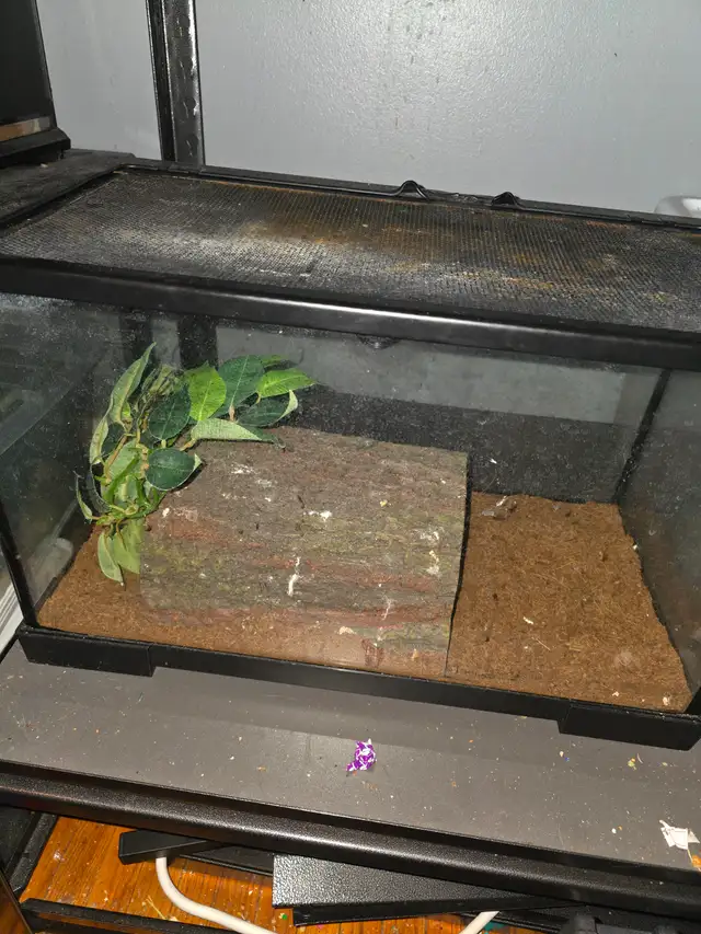 WANT GONE ASAP FEMALE  CRESTED GECKO in Reptiles & Amphibians for Rehoming in Windsor Region - Image 6