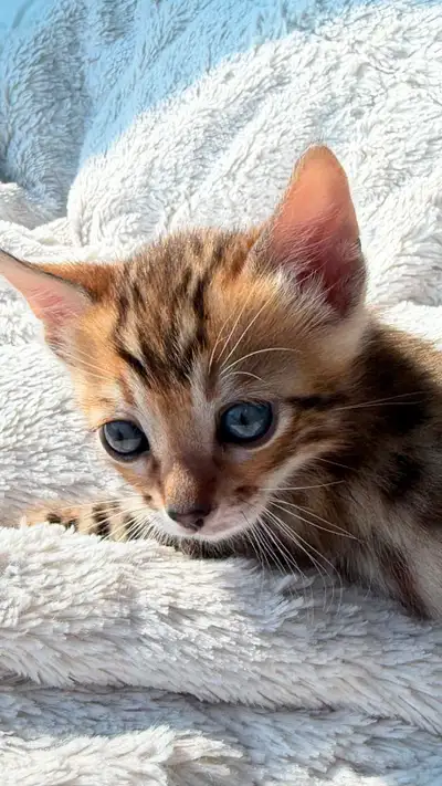 Bengal Cat, View more