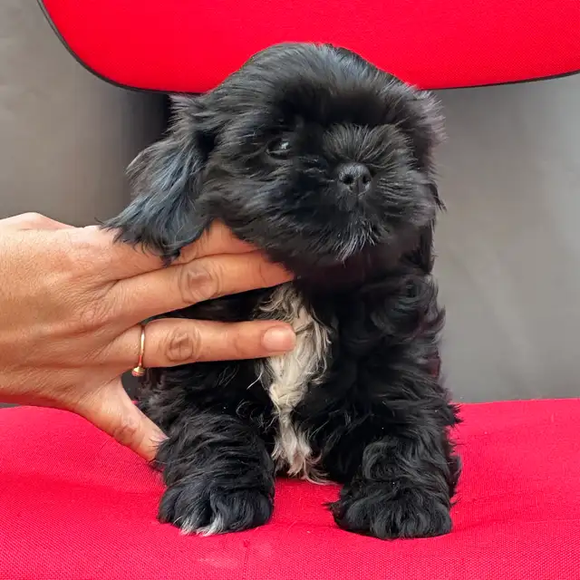 Shih tzu Puppies (Black)  - 5 Females & 2 Males in Dogs & Puppies for Rehoming in Vernon - Image 6