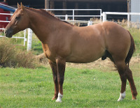 Cowbred stallion.Excellent bloodline history. Strong color genet