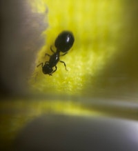 Crematogaster/ Acrobat Ant Queens Mississauga / Peel Region Toronto (GTA) Preview