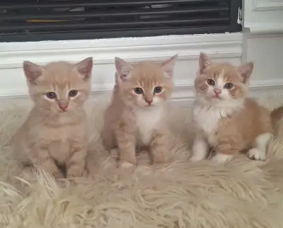 Chatons 200$, View more