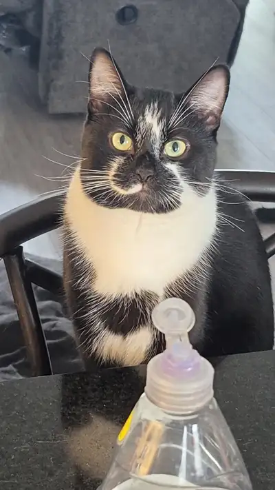 Male black and white 1 year old, View more