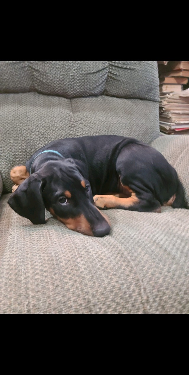 Purebred Dobermans (3 months old) Dogs & Puppies for Rehoming