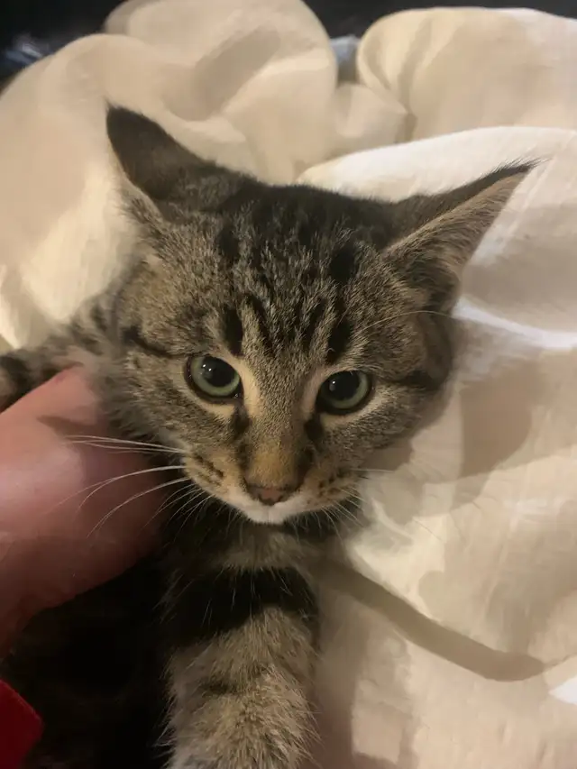 Ring in the new year with a new fuzzy friend