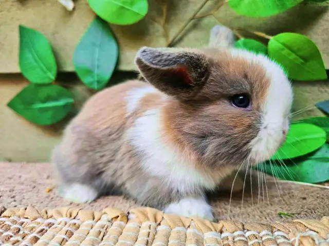 Holland Lop Rabbitry (nettle.blossom.burrows) in Small Animals for Rehoming in Terrace - Image 10