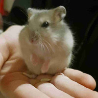 Baby dwarf hamsters-only 3 left