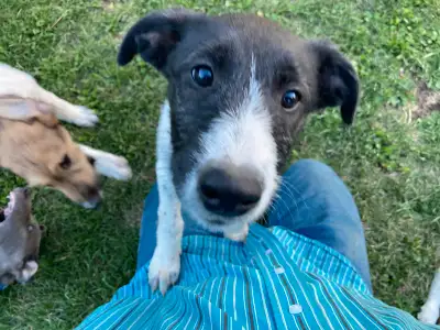 Lurcher puppies (Greyhound/whippet crosses), View more