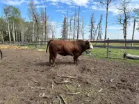 2 yr old heifer bull