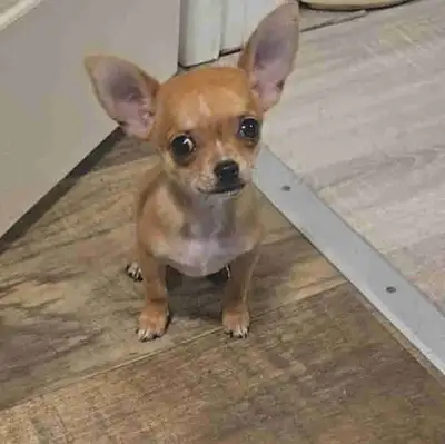 chihauhau , View more