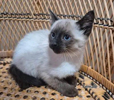 Gorgeous Seal Point purebred kittens Hypoallergenic, View more