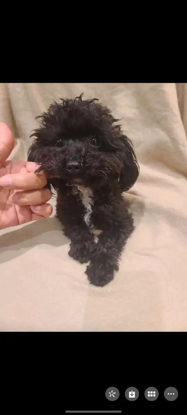 Tiny shihpoo in Dogs & Puppies for Rehoming in City of Toronto - Image 2