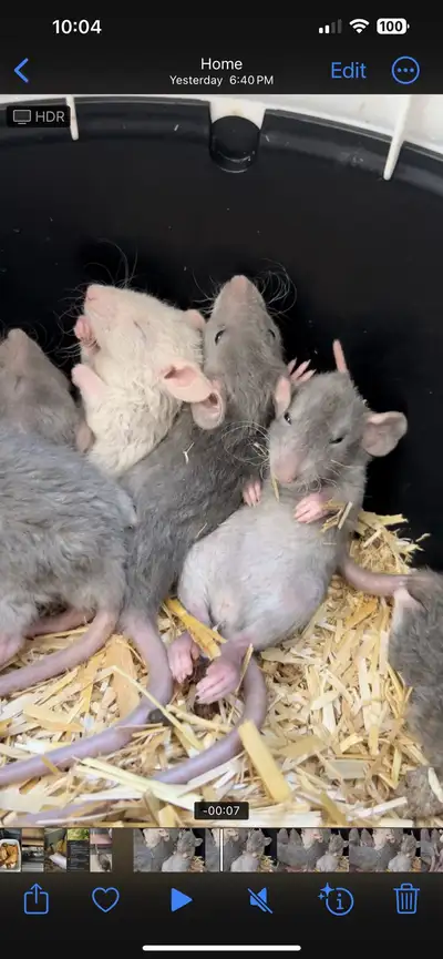 Pet rat babies, View more