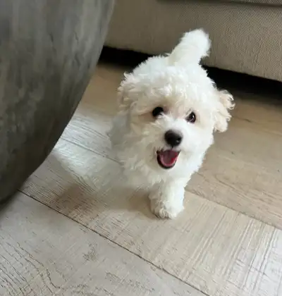 Miniature bichon poo female puppies, View more