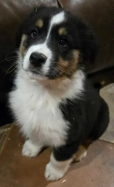 Bergers australien chiots mâles et femelles, View more