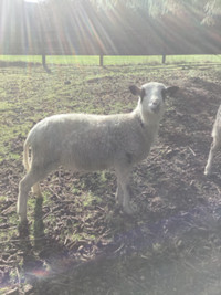 3 Male Lambs for sale