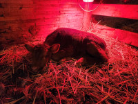  Beef Bottle calf born April 30