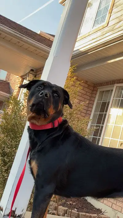 Rottweiler for adoption , View more