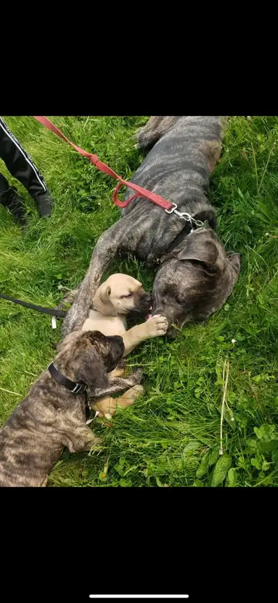 Hi , Our names are Michelle and Peter and we are big dog lovers with 2 dogs of our own . We own a ca...