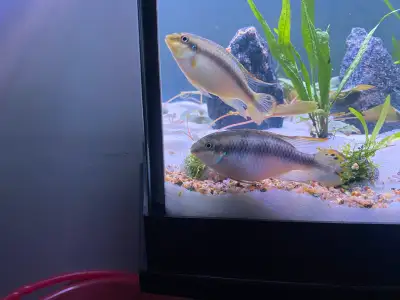 2 Kribensis free, View more