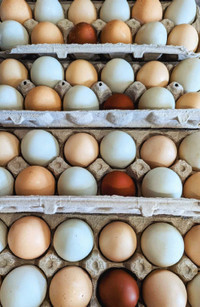Farm fresh chicken and duck eggs