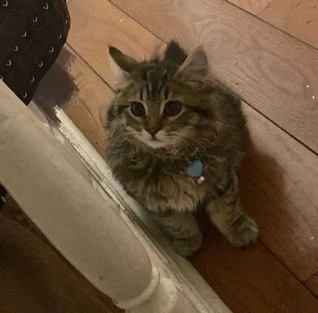 Siberian Cat for Adoption