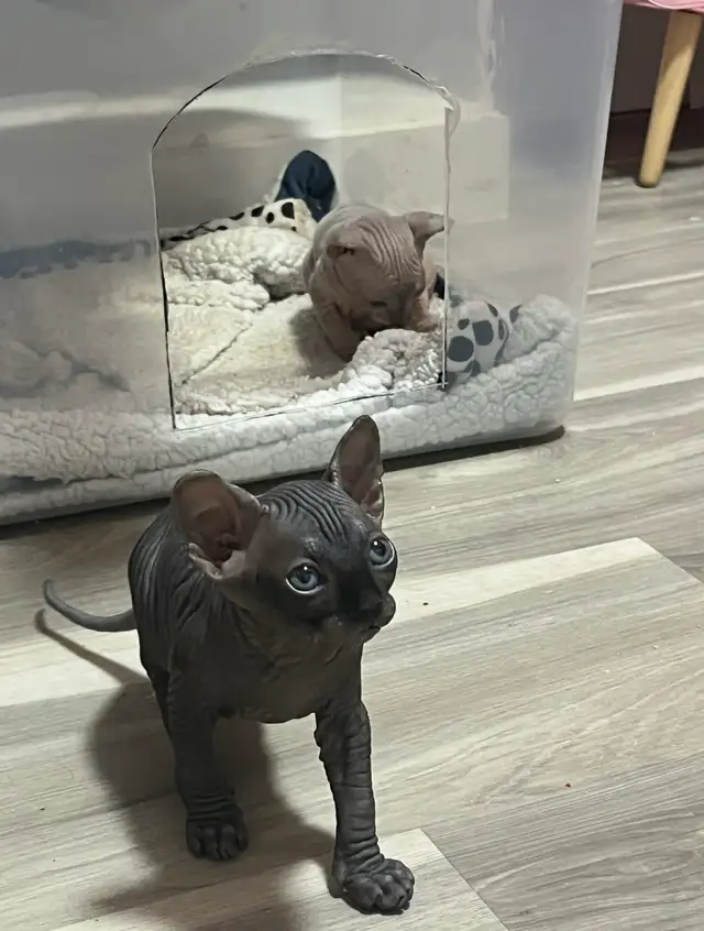 sphynx kittens in Cats & Kittens for Rehoming in Vernon - Image 9