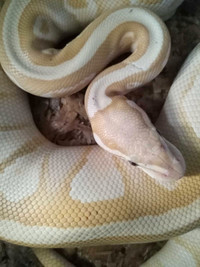 Female Banna Lesser FIRE Morph Python