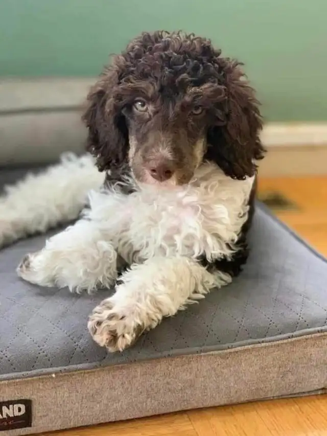 F1BB Goldendoodle Puppies in Dogs & Puppies for Rehoming in Brantford - Image 5