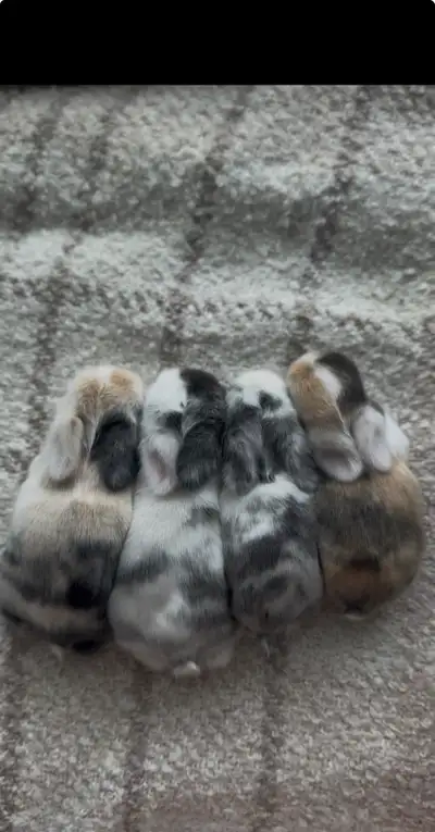 *baby holland lop bunny’s available for reservation*, View more