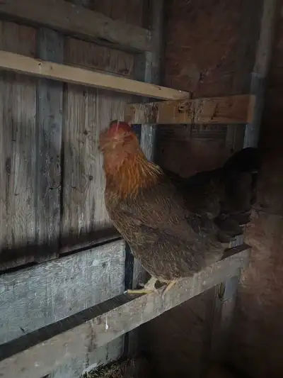 laying hens, View more