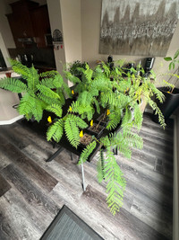 Jacaranda Bonsai Trees